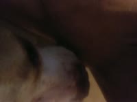 Licking momma pussy and ass 